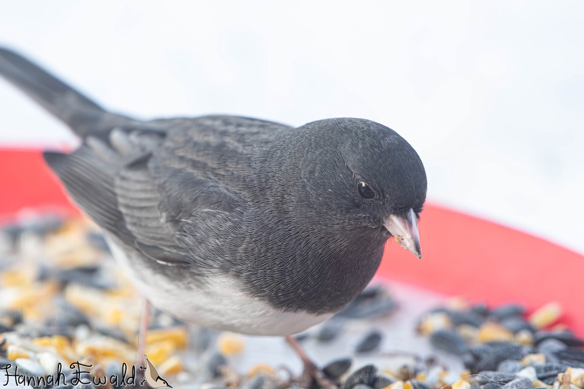 Dark-eyed Junco - ML646474225