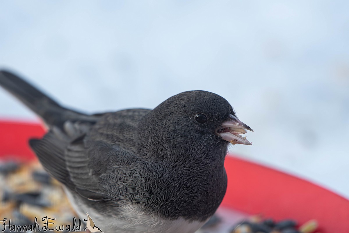 Dark-eyed Junco - ML646474226
