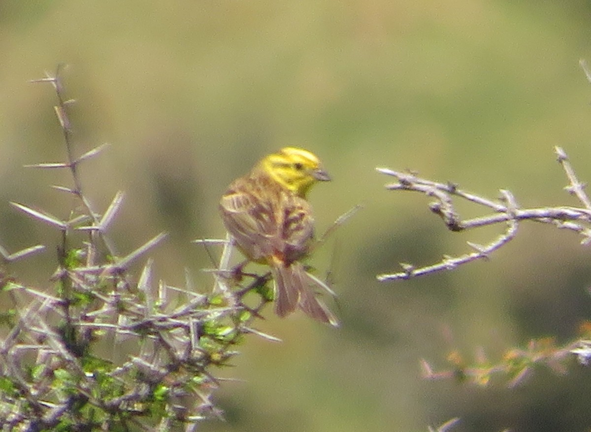 Berdantza horia - ML646474228