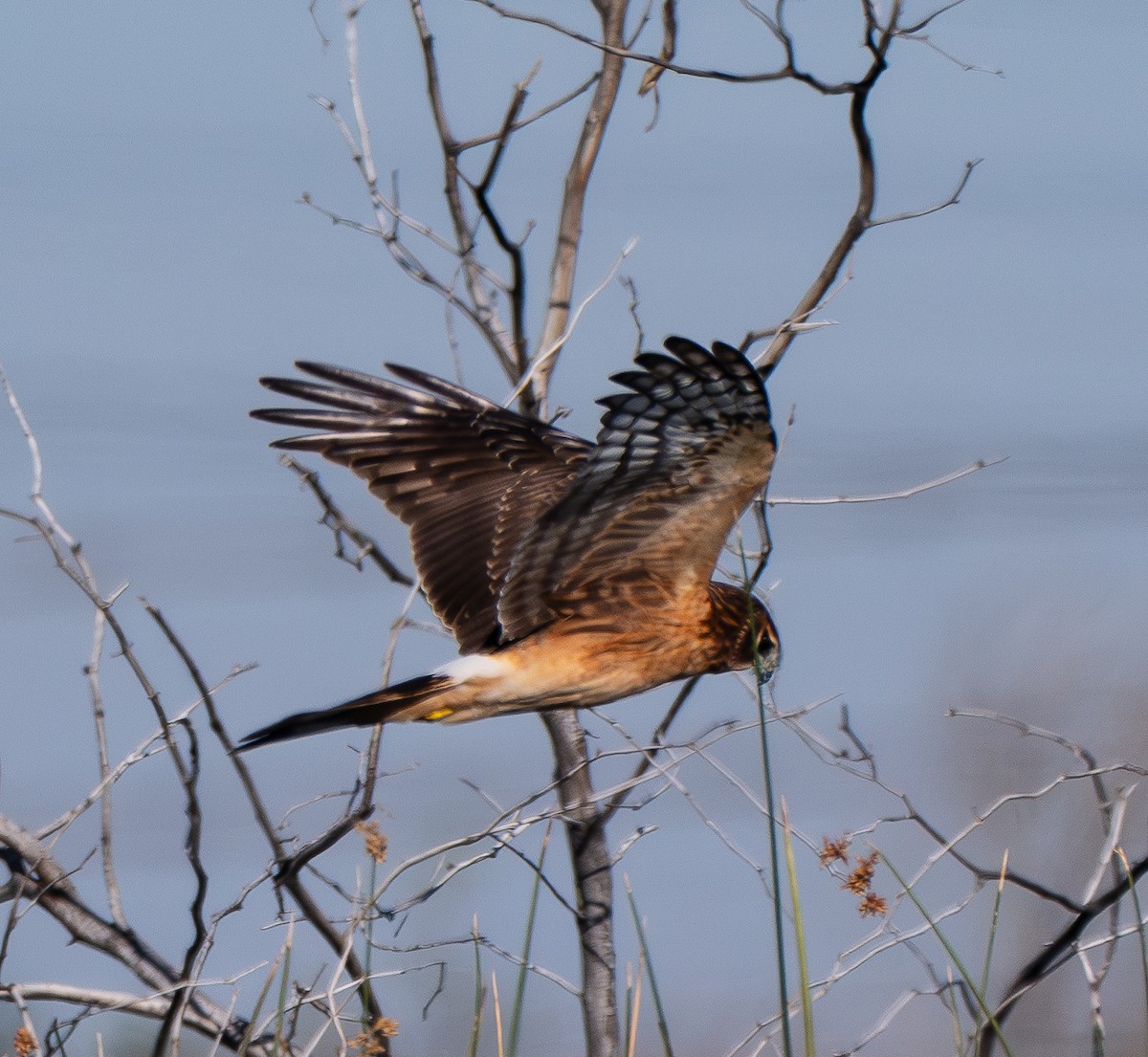 Northern Harrier - ML646474229
