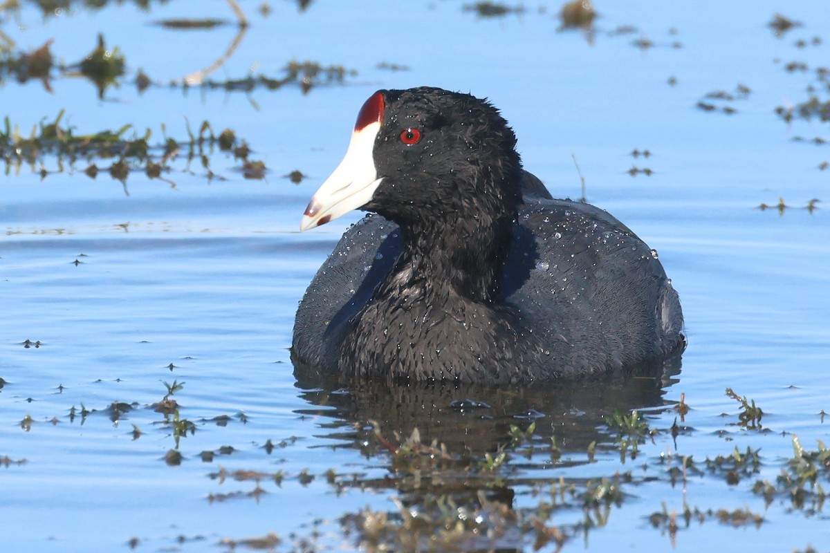 American Coot - ML646474230