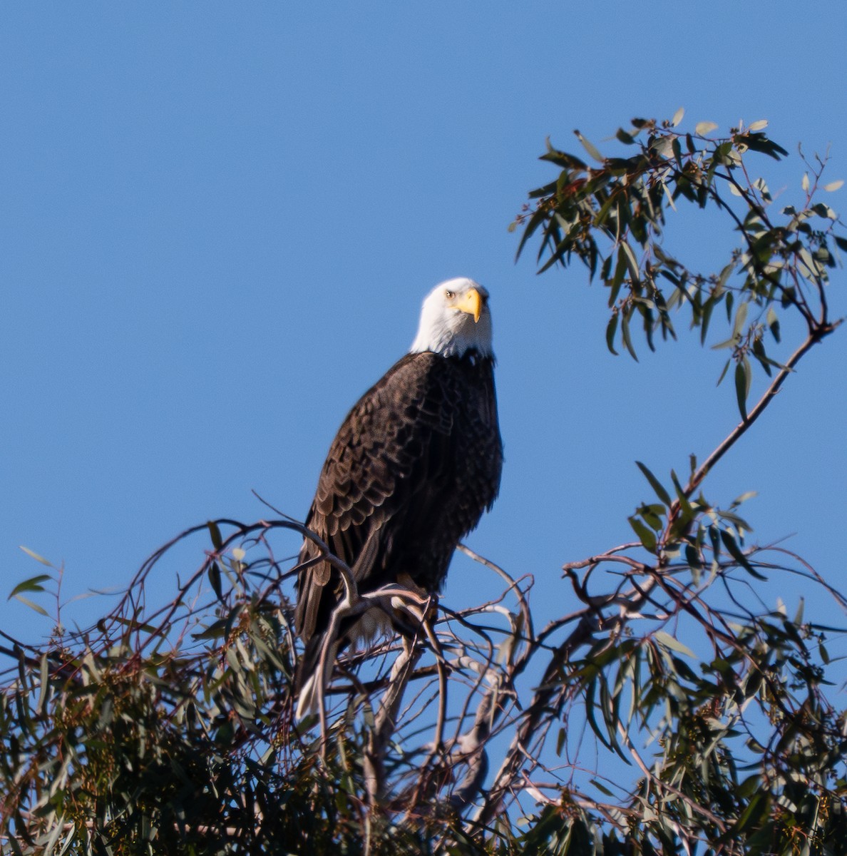Орлан білоголовий - ML646474235