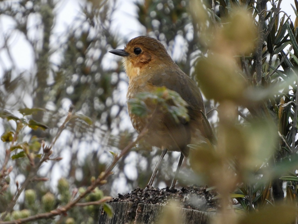 Grallaire alticole - ML646474236