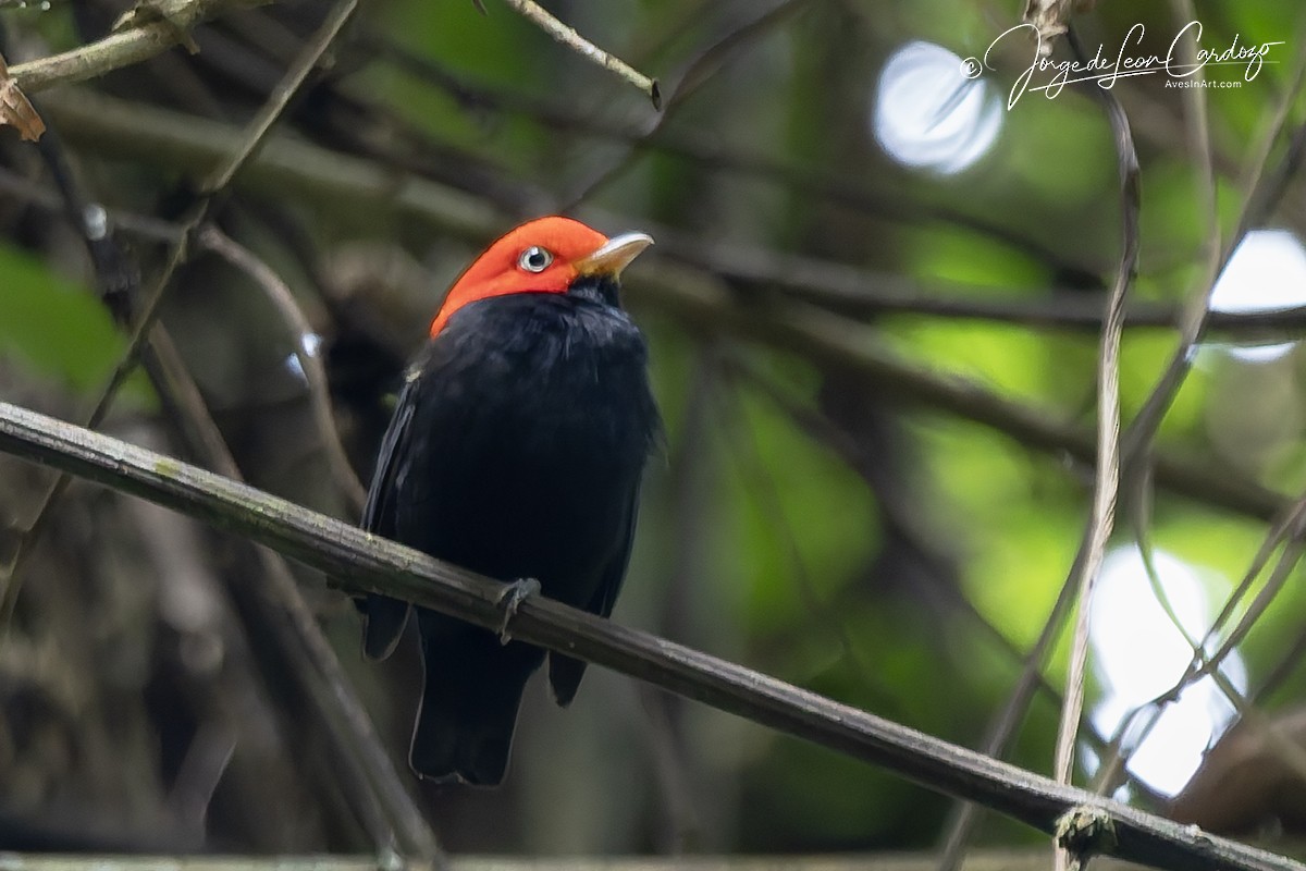 Red-capped Manakin - ML646474244