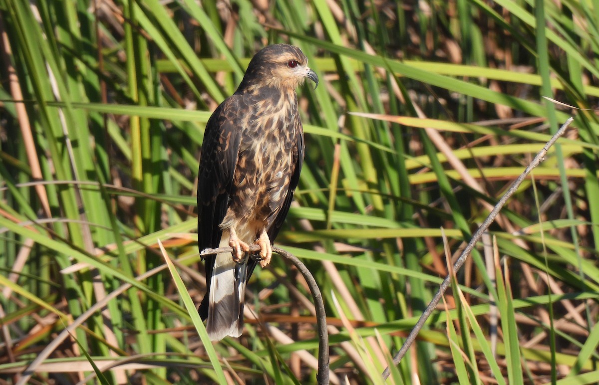 Snail Kite - ML646474247