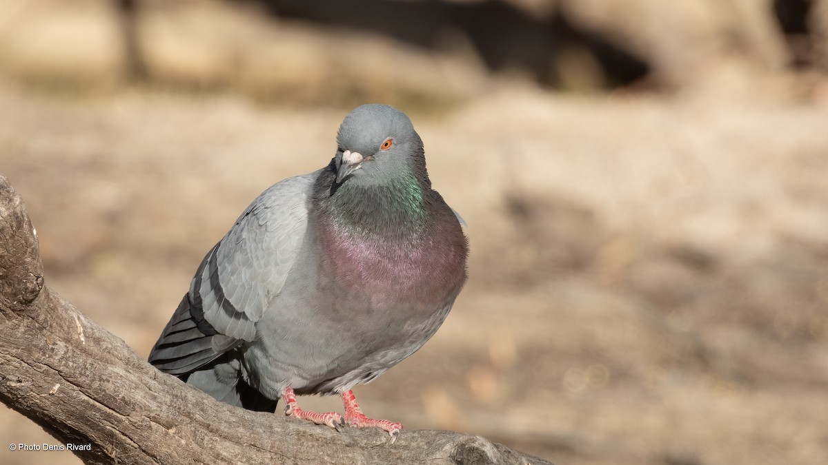 holub skalní (domácí) - ML646474248