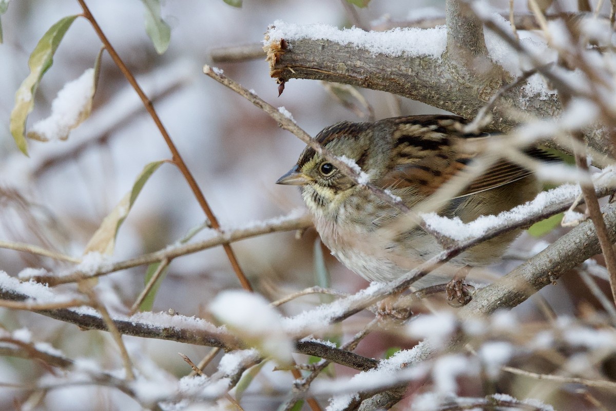 Swamp Sparrow - ML646474252