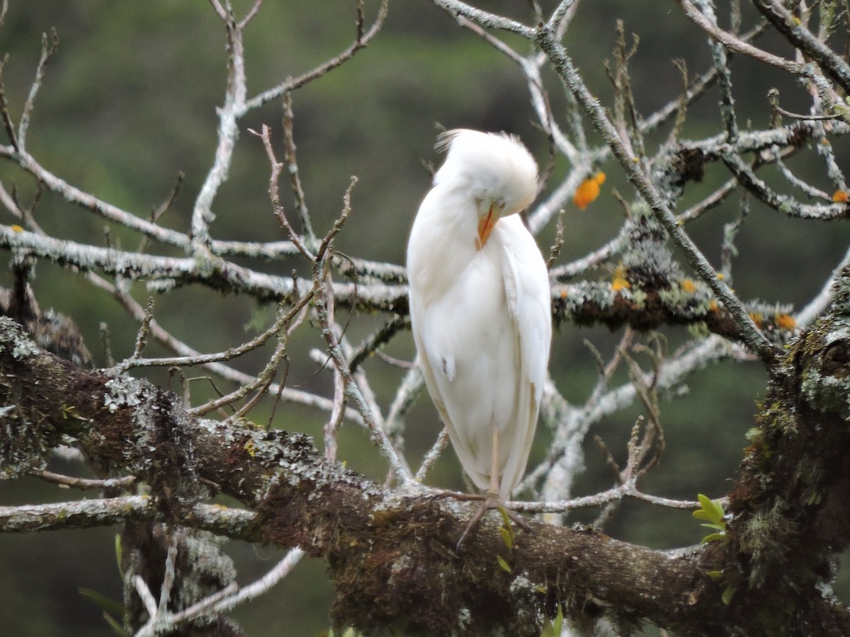 Western Cattle-Egret - ML646474255