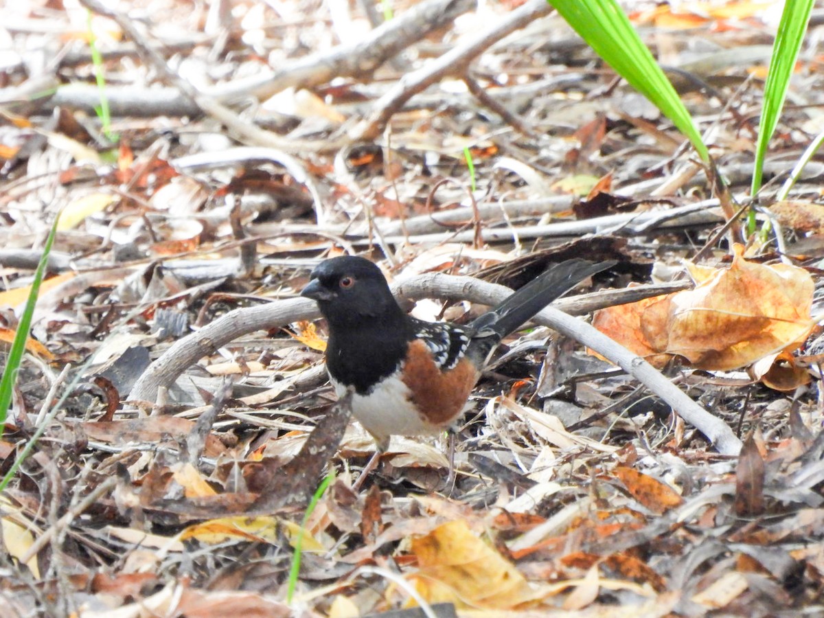 Spotted Towhee - ML646474256