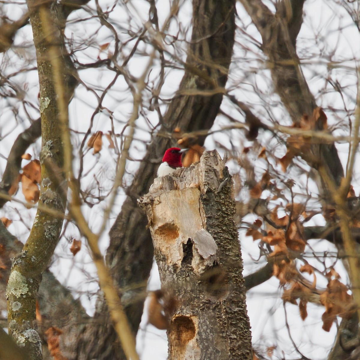 Red-headed Woodpecker - ML646474258