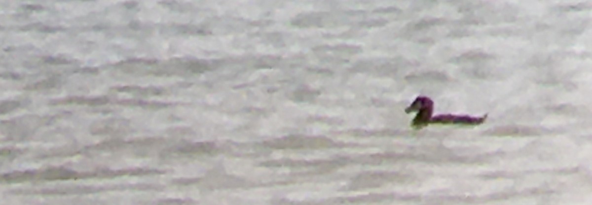 brilleand - ML646474261