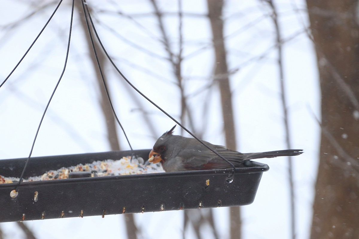 Pyrrhuloxia - ML646474262