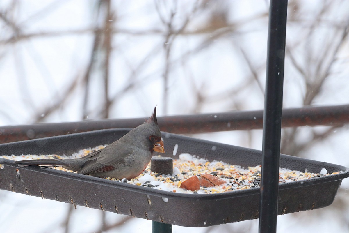 Pyrrhuloxia - ML646474263