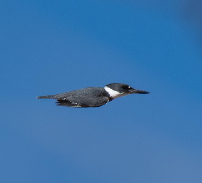 Belted Kingfisher - ML646474267