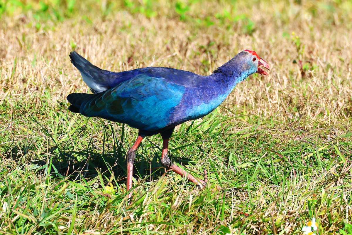 Gray-headed Swamphen - ML646474268