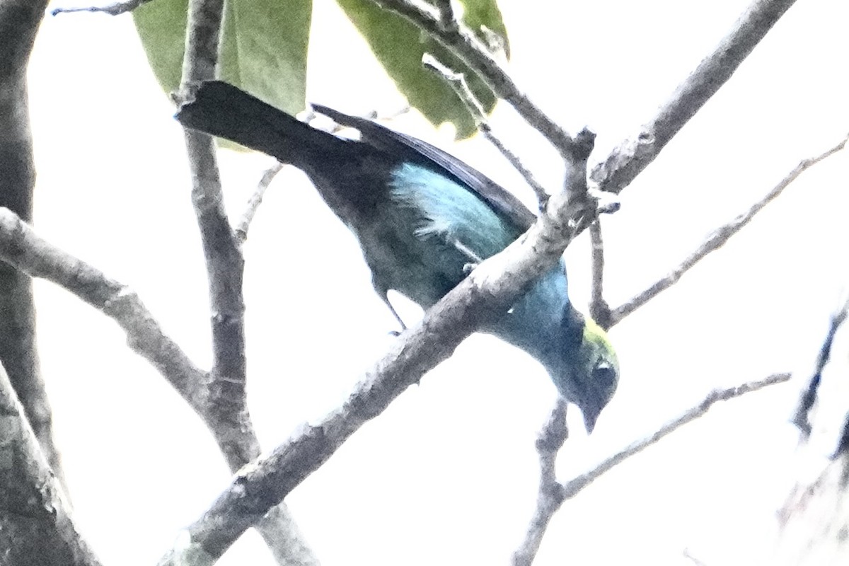 Paradise Tanager - ML646474269