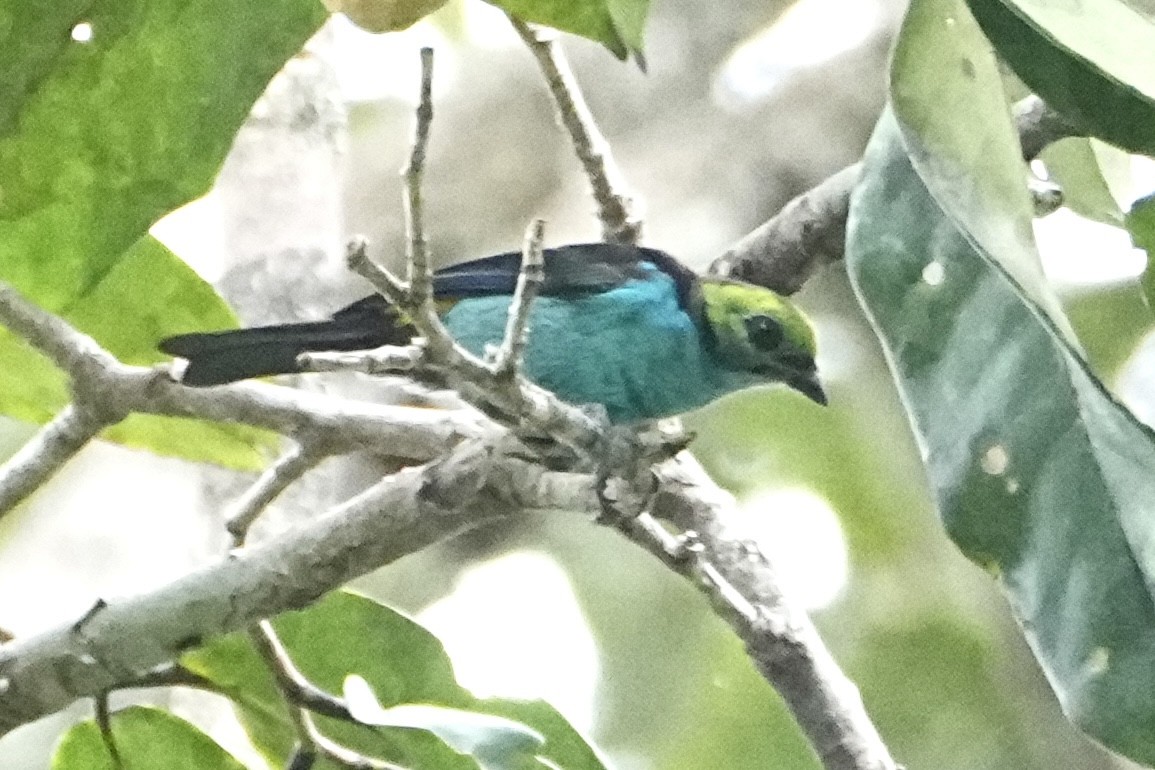 Paradise Tanager - ML646474270
