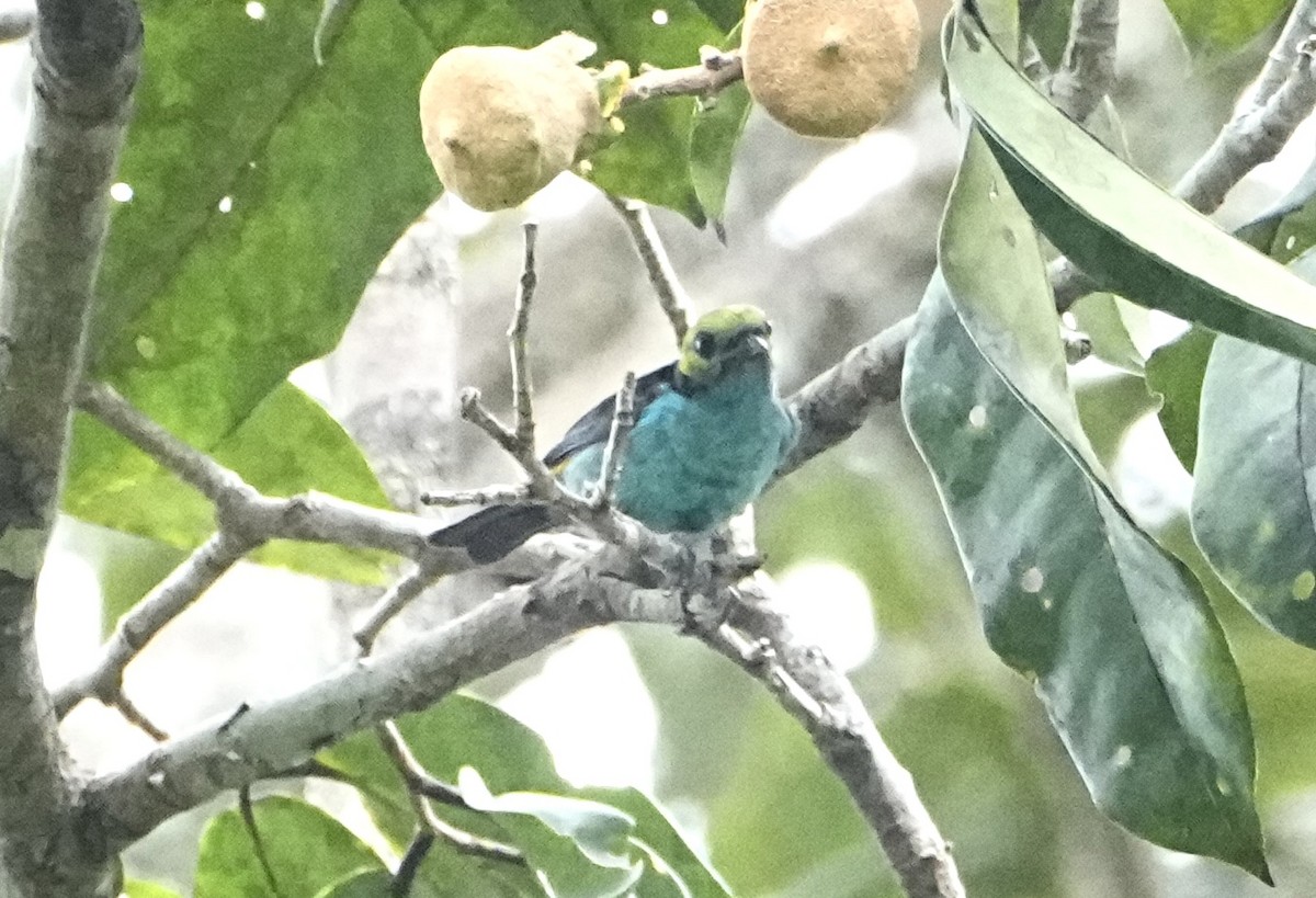 Paradise Tanager - ML646474271