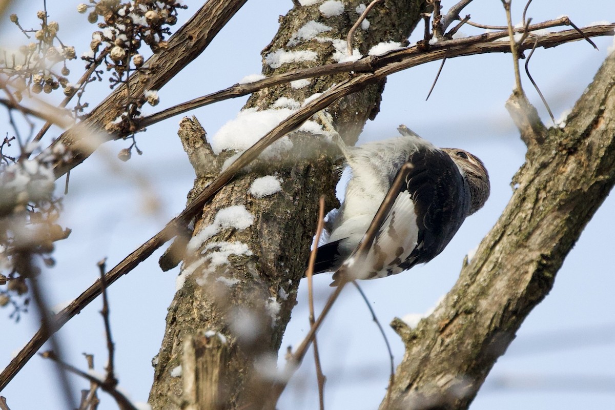 Red-headed Woodpecker - ML646474277