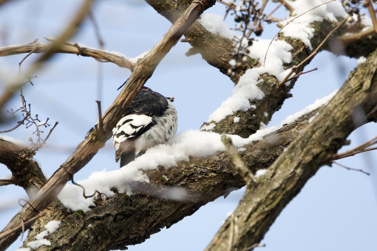 Red-headed Woodpecker - ML646474279