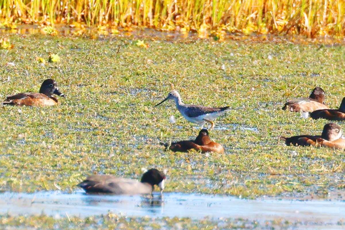 Greater Yellowlegs - ML646474282
