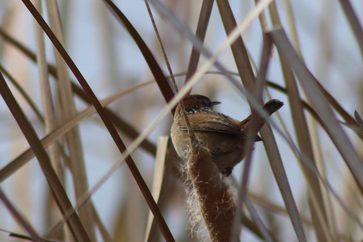 Marsh Wren - ML646474283