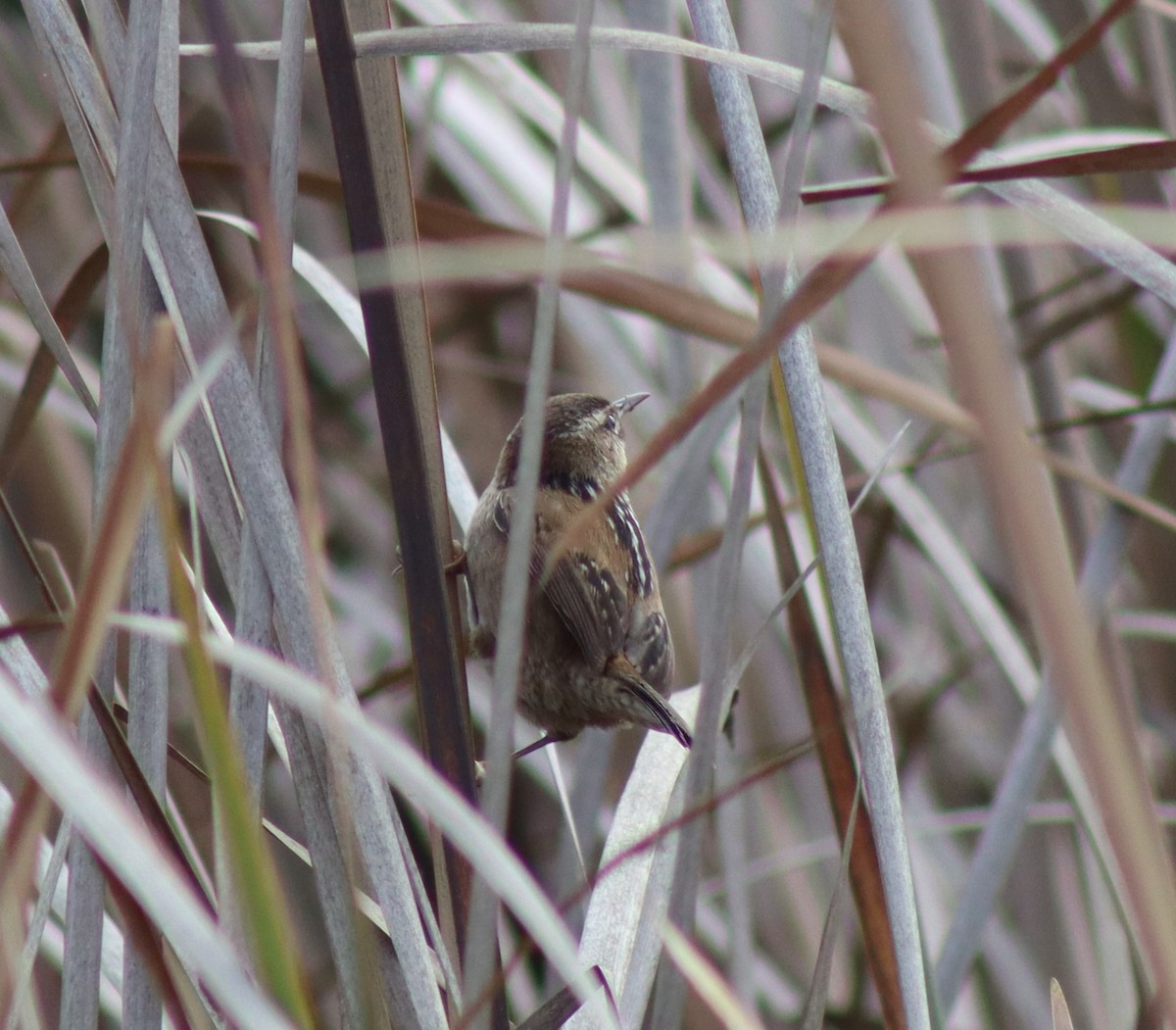 Marsh Wren - ML646474284