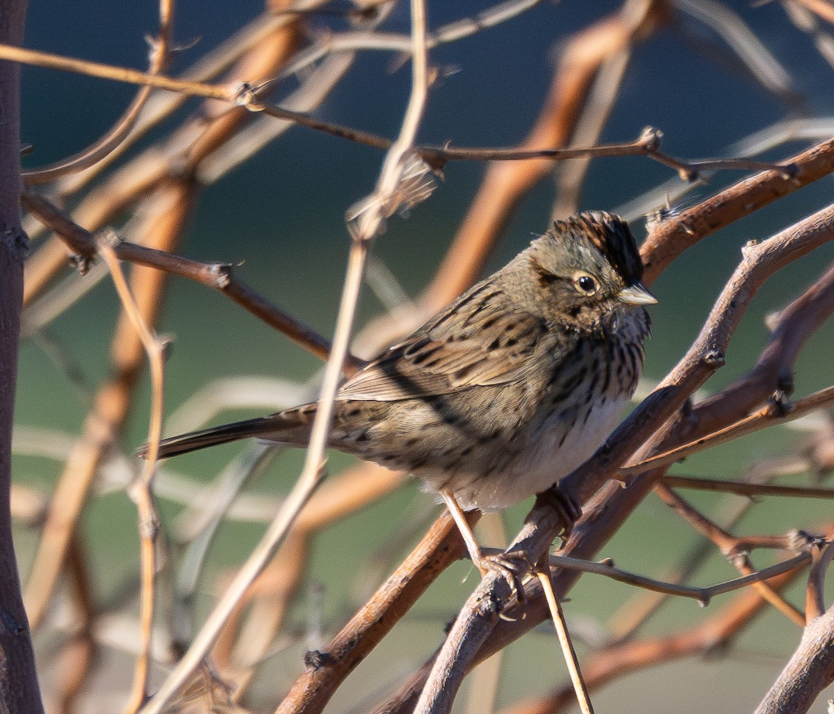 Lincoln's Sparrow - ML646474287