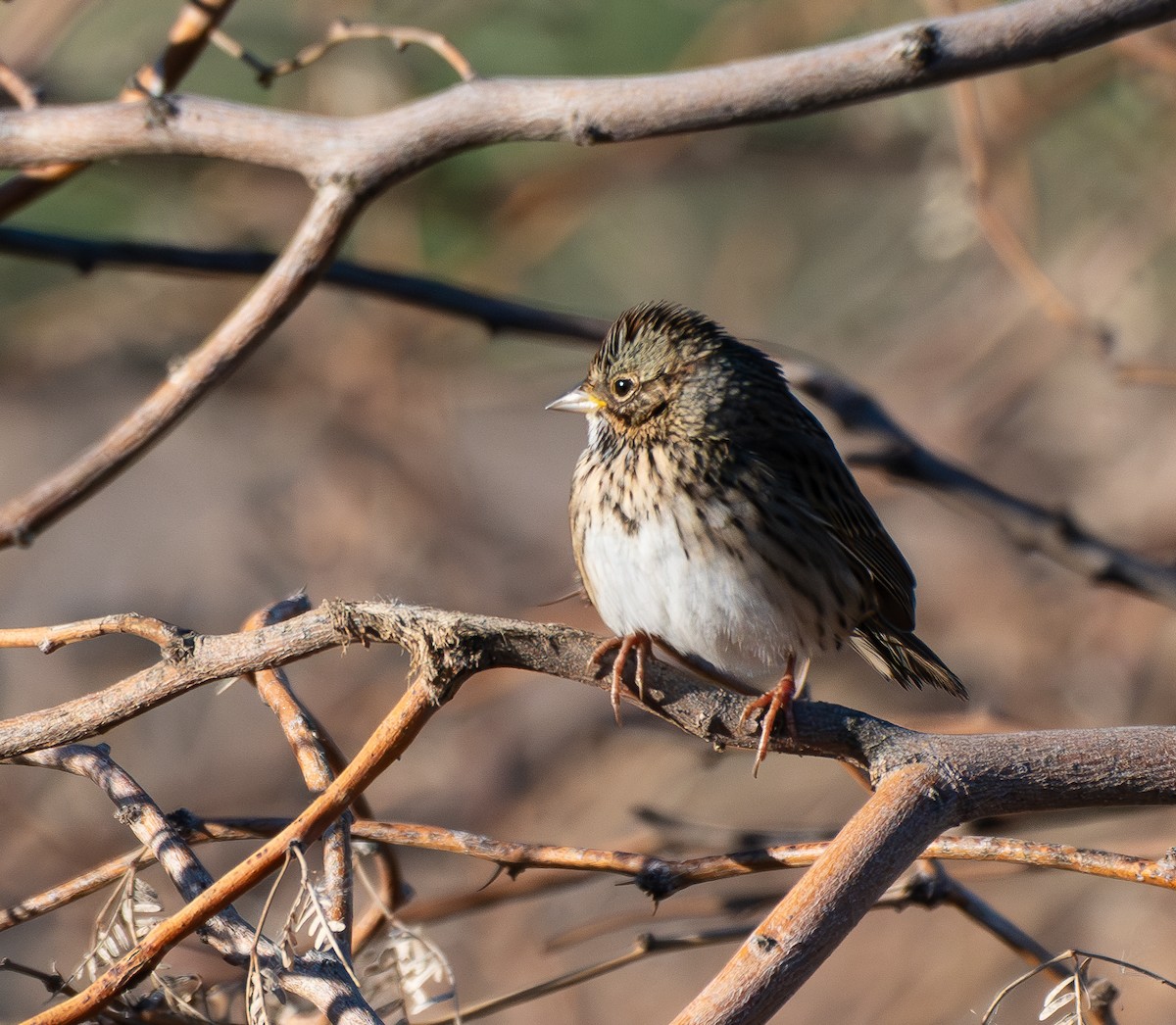 Lincoln's Sparrow - ML646474288