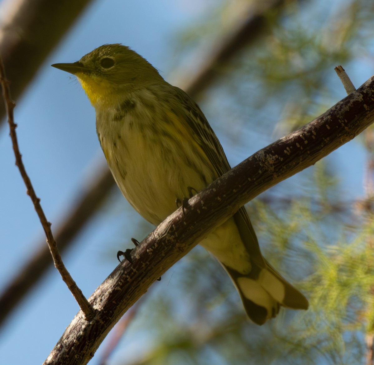 Миртовый певун - ML646474292