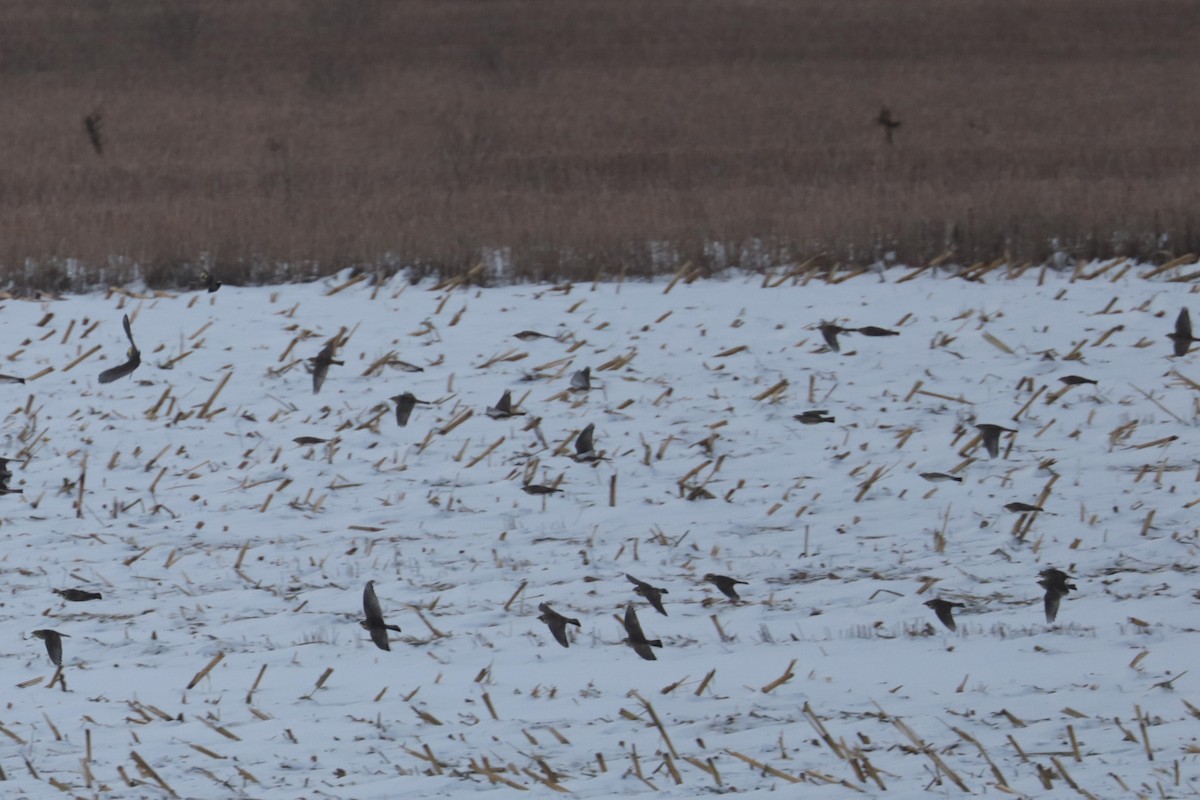 Horned Lark - ML646474297