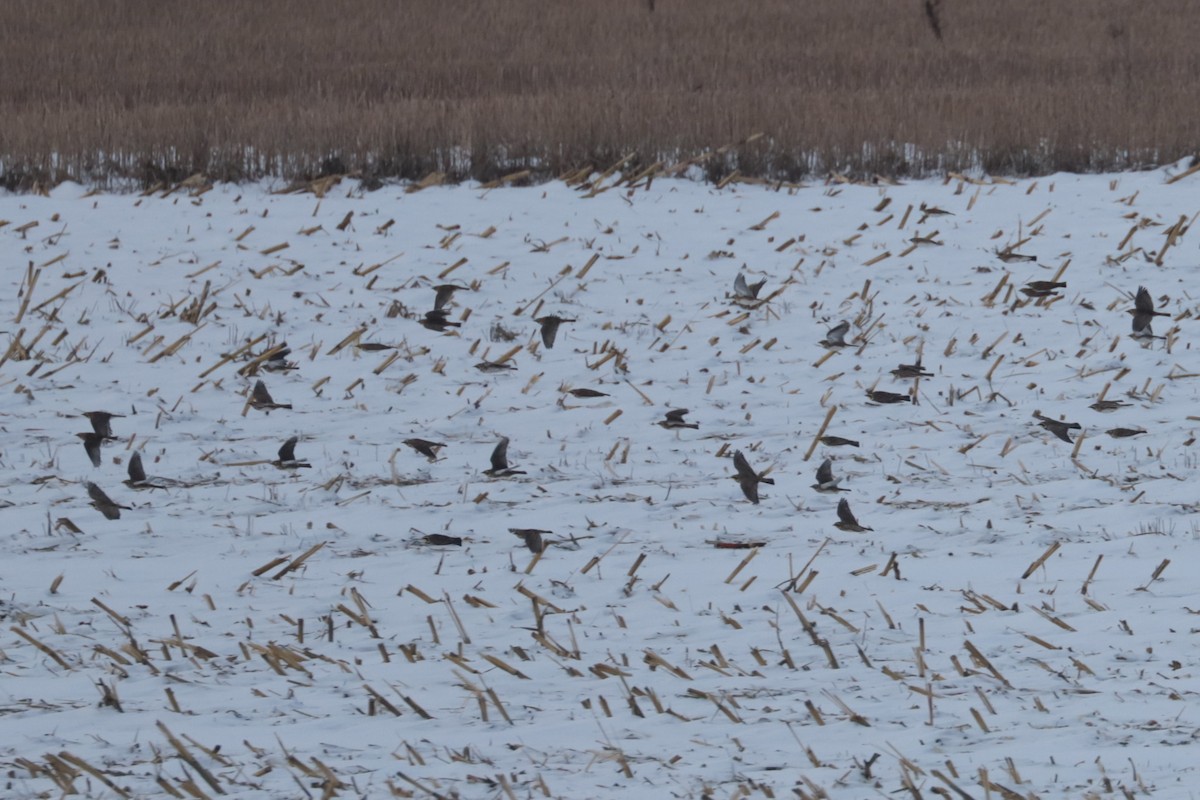 Horned Lark - ML646474298