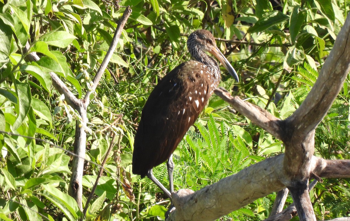 Limpkin - ML646474300