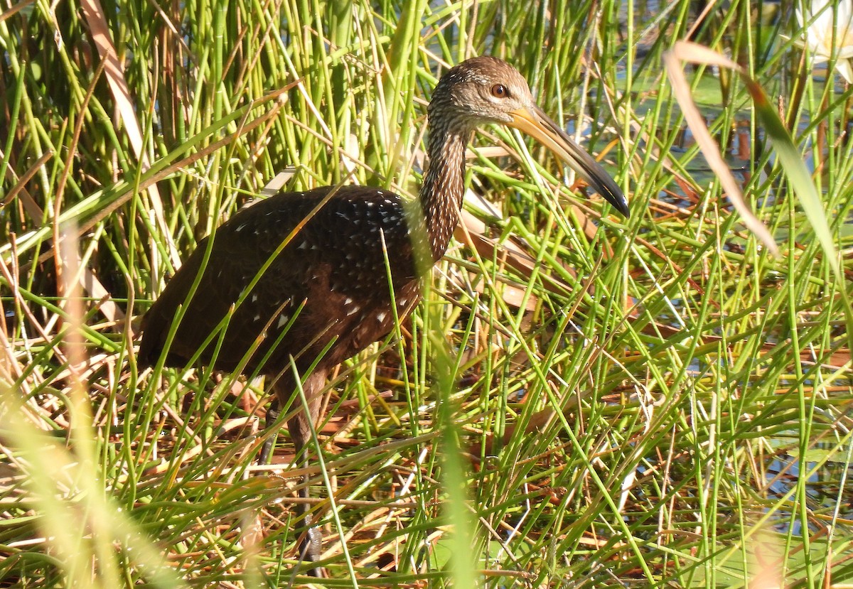 Limpkin - ML646474301