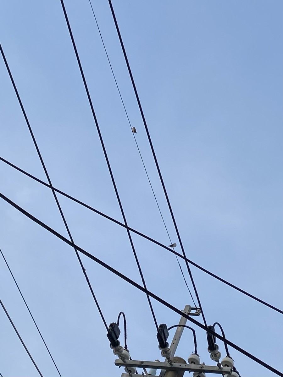 麻雀 - ML646474304