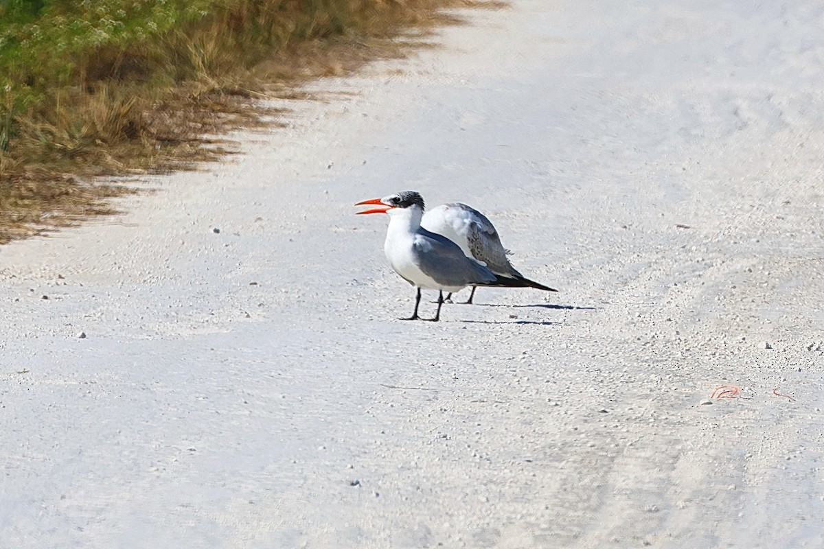 Caspian Tern - ML646474305