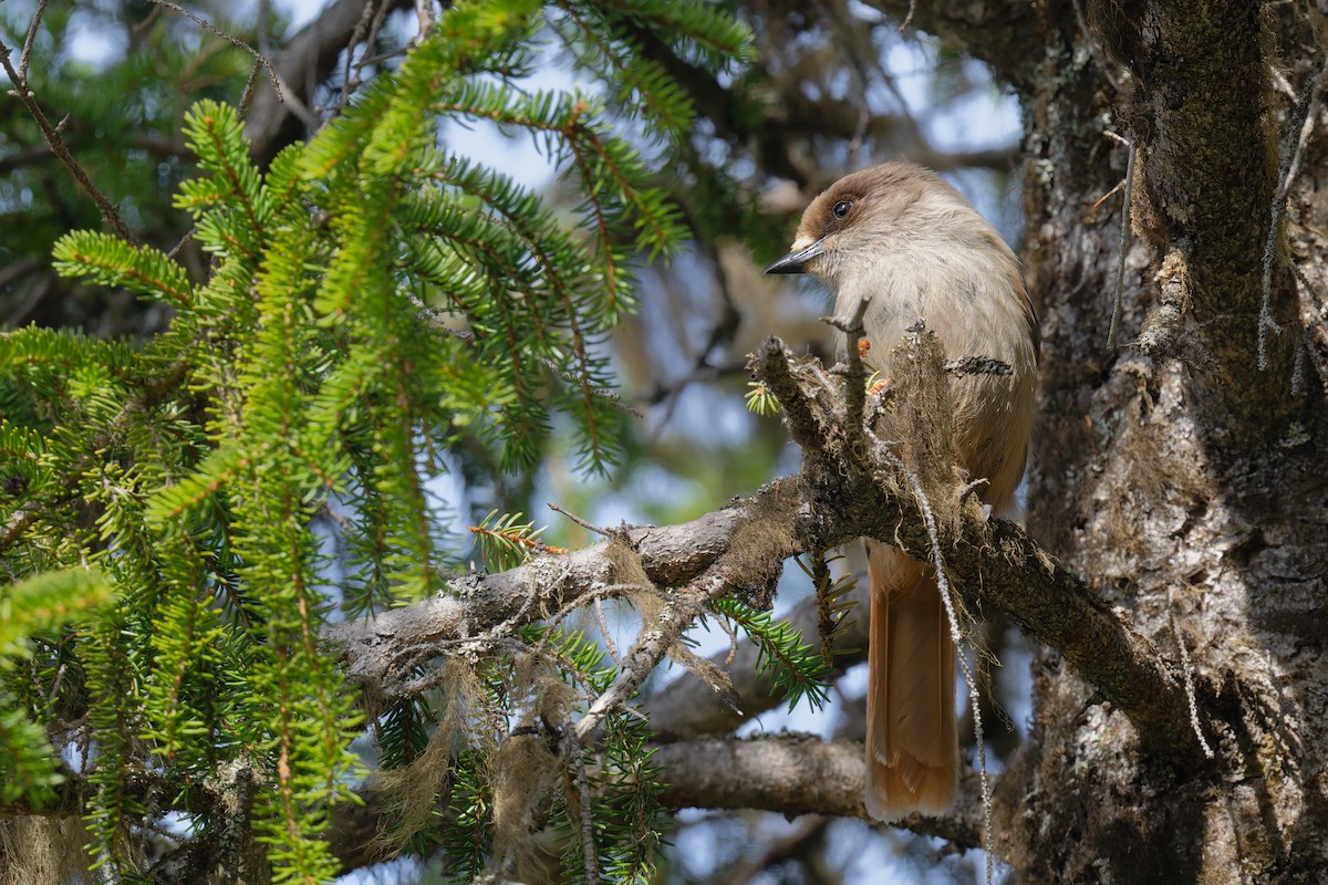 Siberian Jay - ML646474310