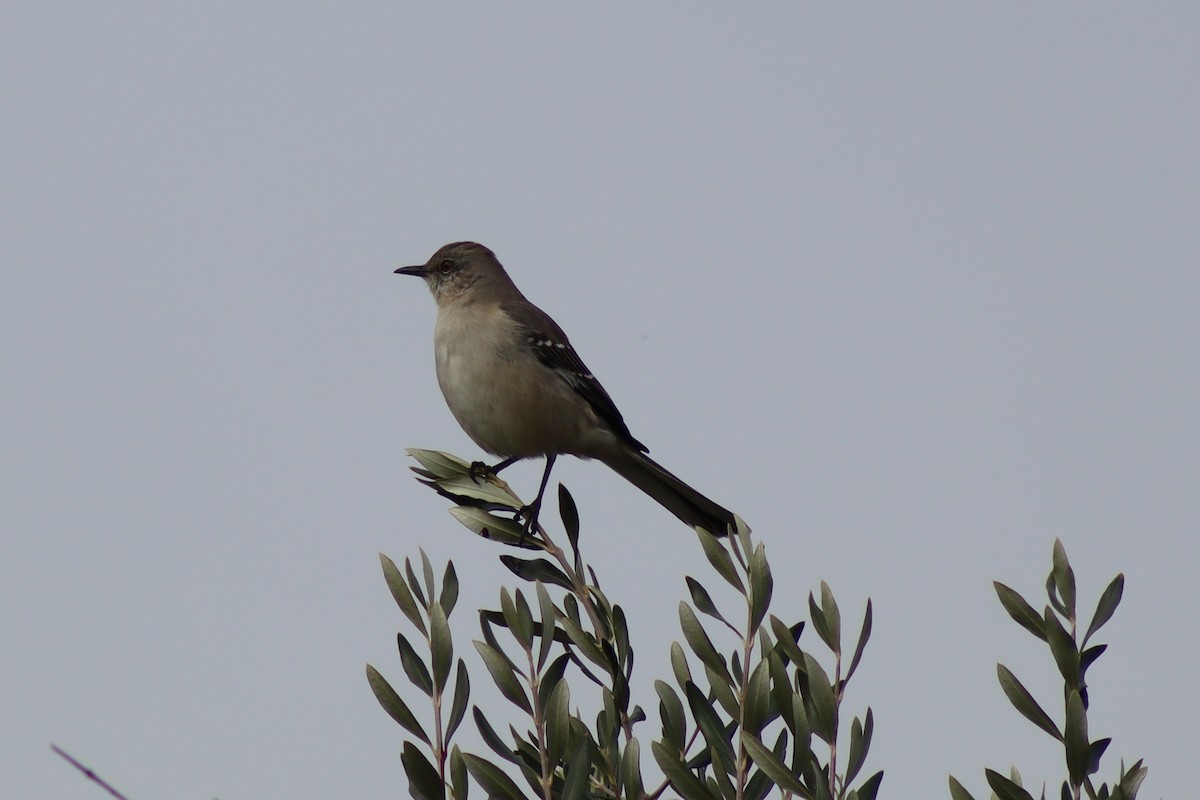 Northern Mockingbird - ML646474311