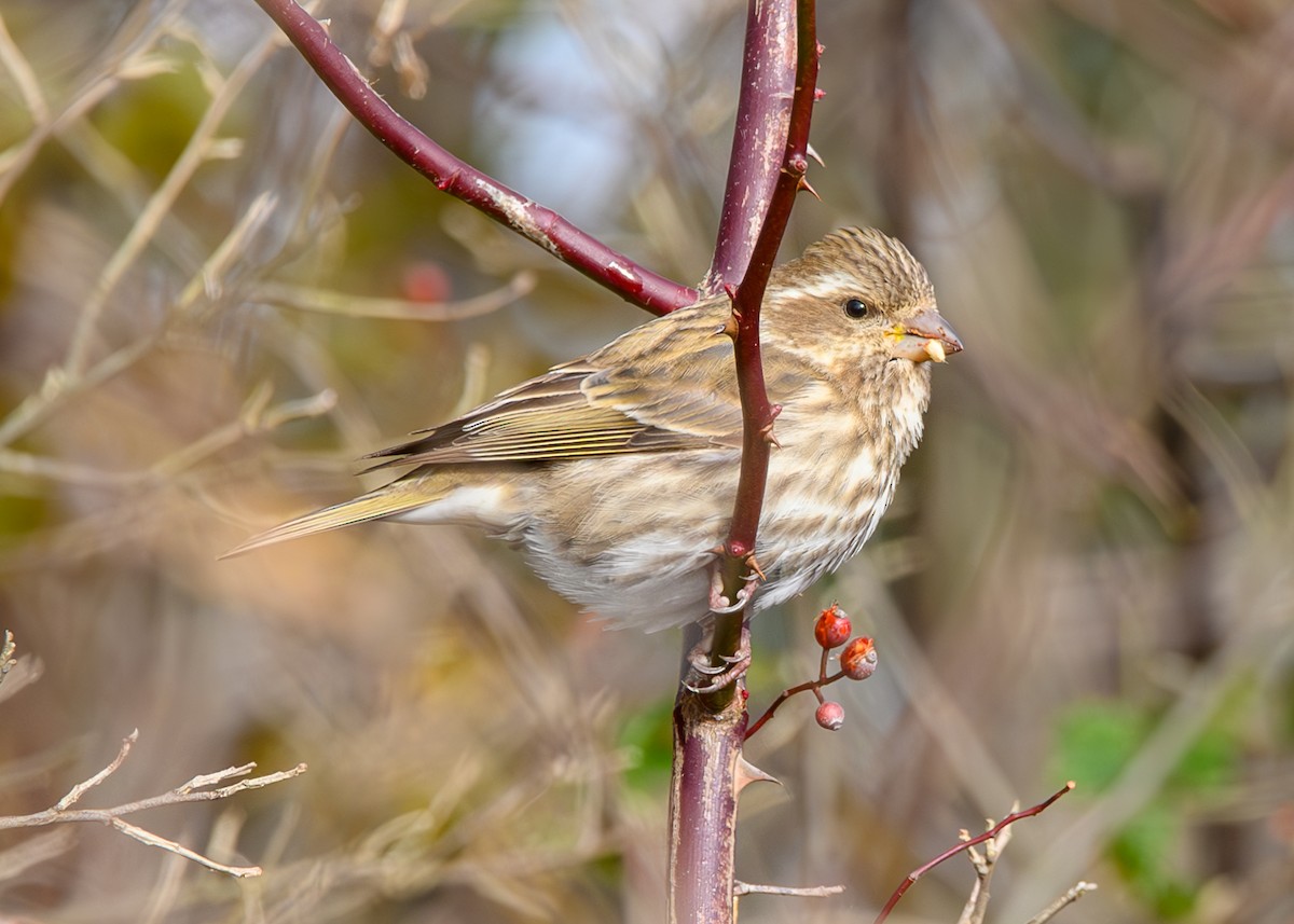 purpurfink - ML646474312