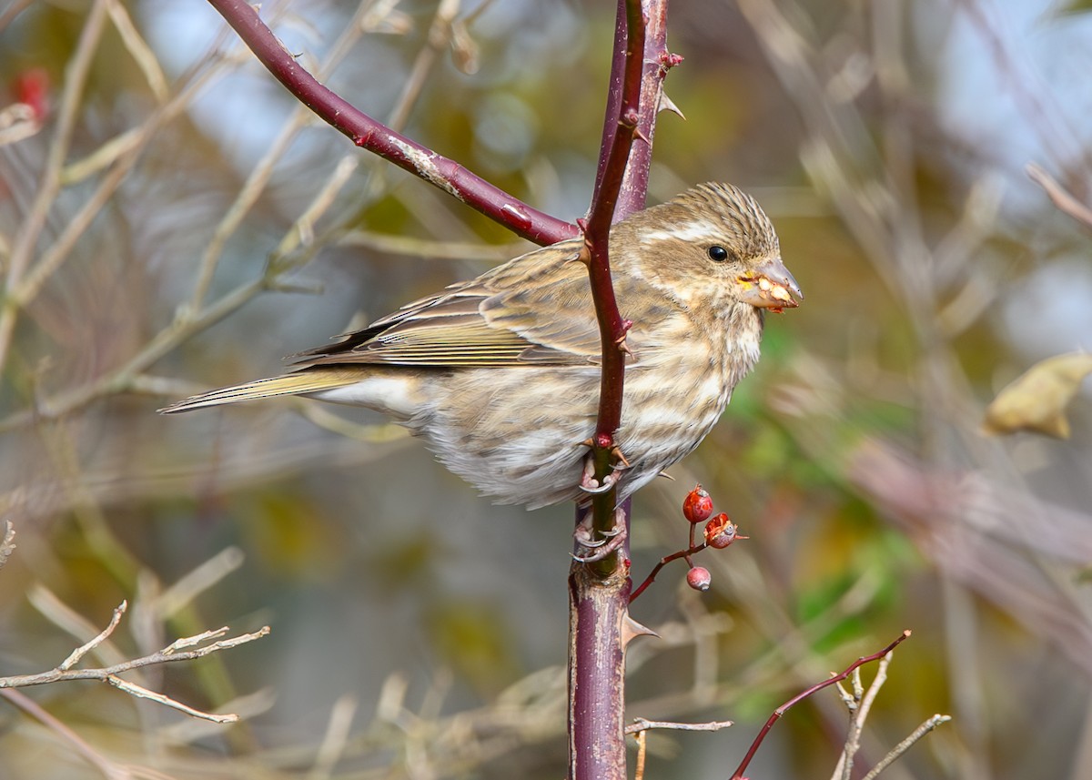 purpurfink - ML646474313