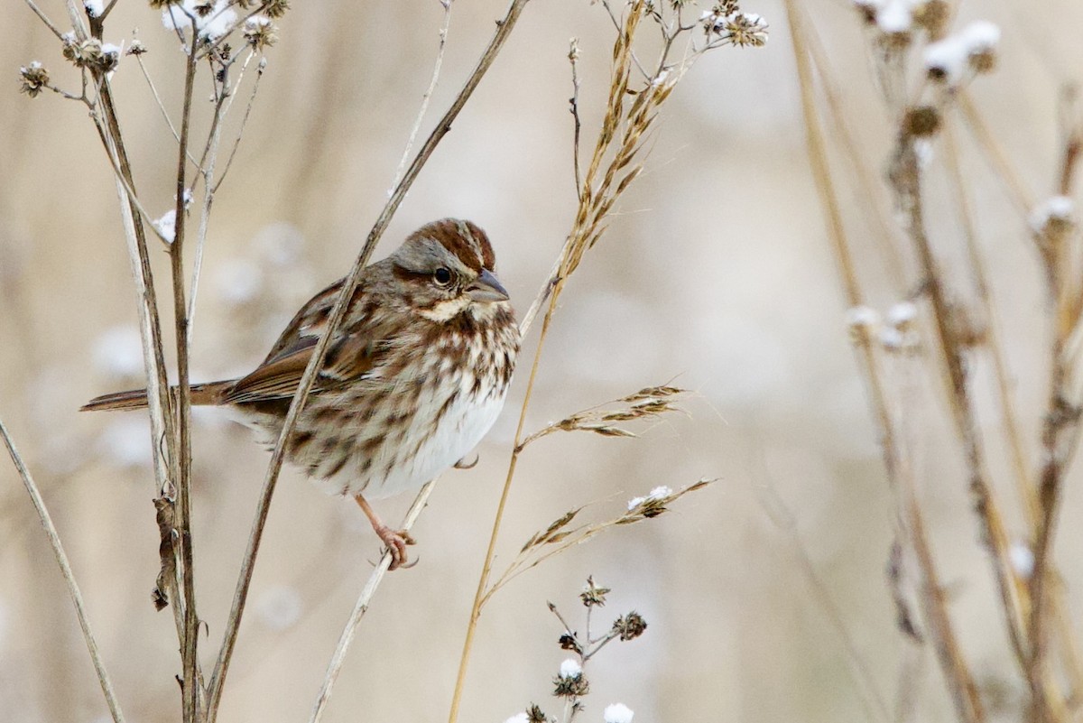 Song Sparrow (melodia/atlantica) - ML646474316
