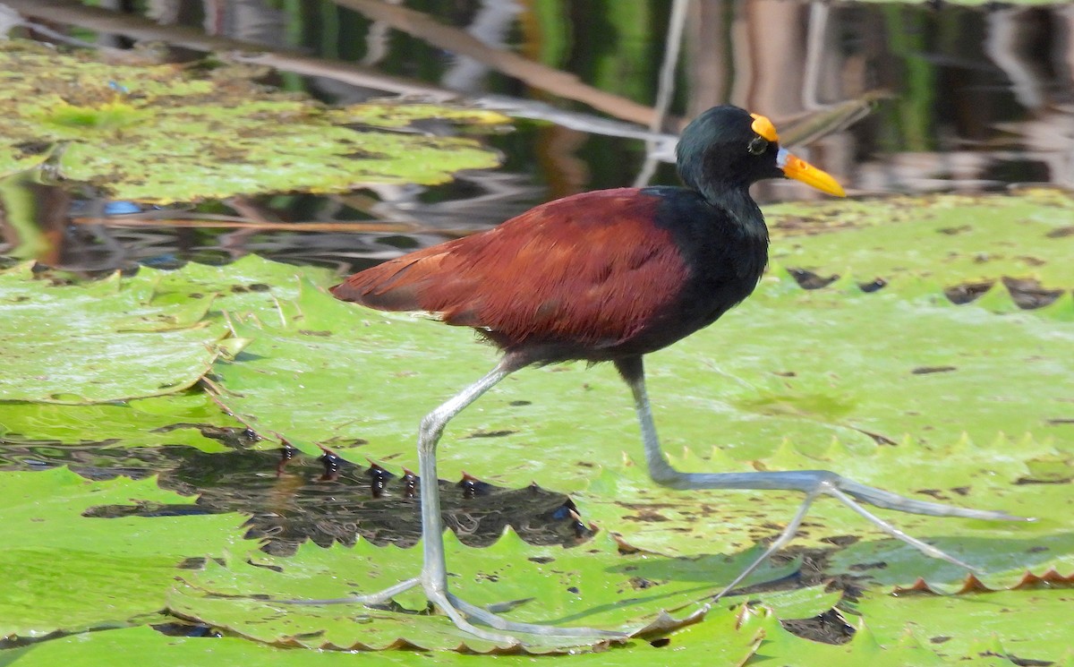 Northern Jacana - ML646474317