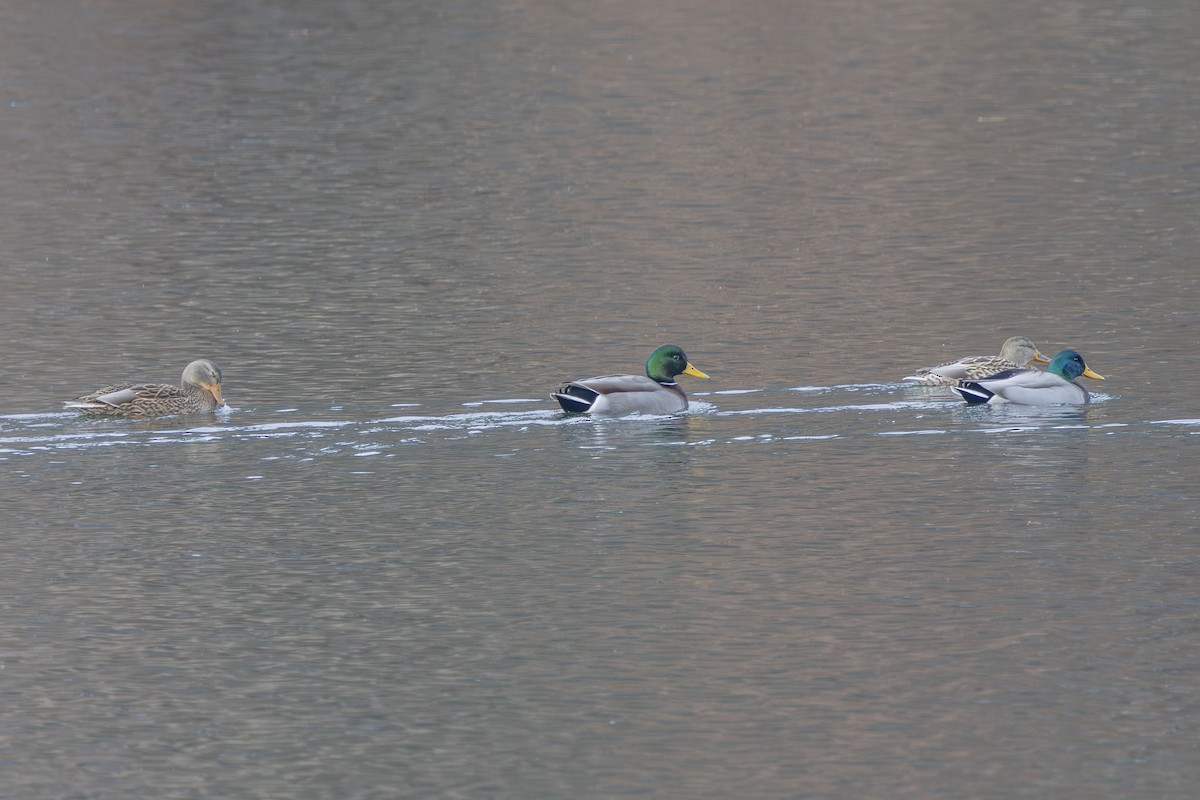 Mallard - ML646474318