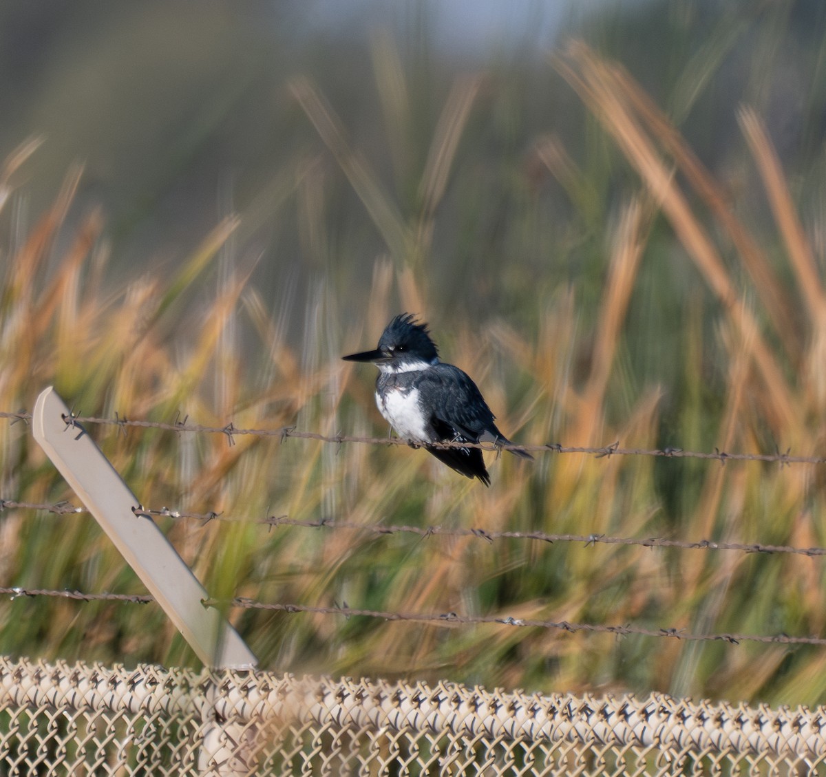 Belted Kingfisher - ML646474319