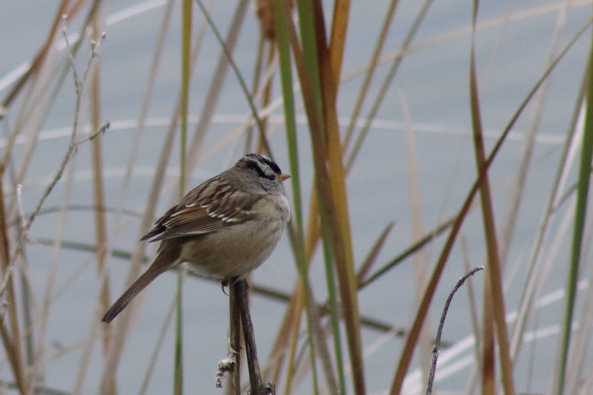 White-crowned Sparrow - ML646474322