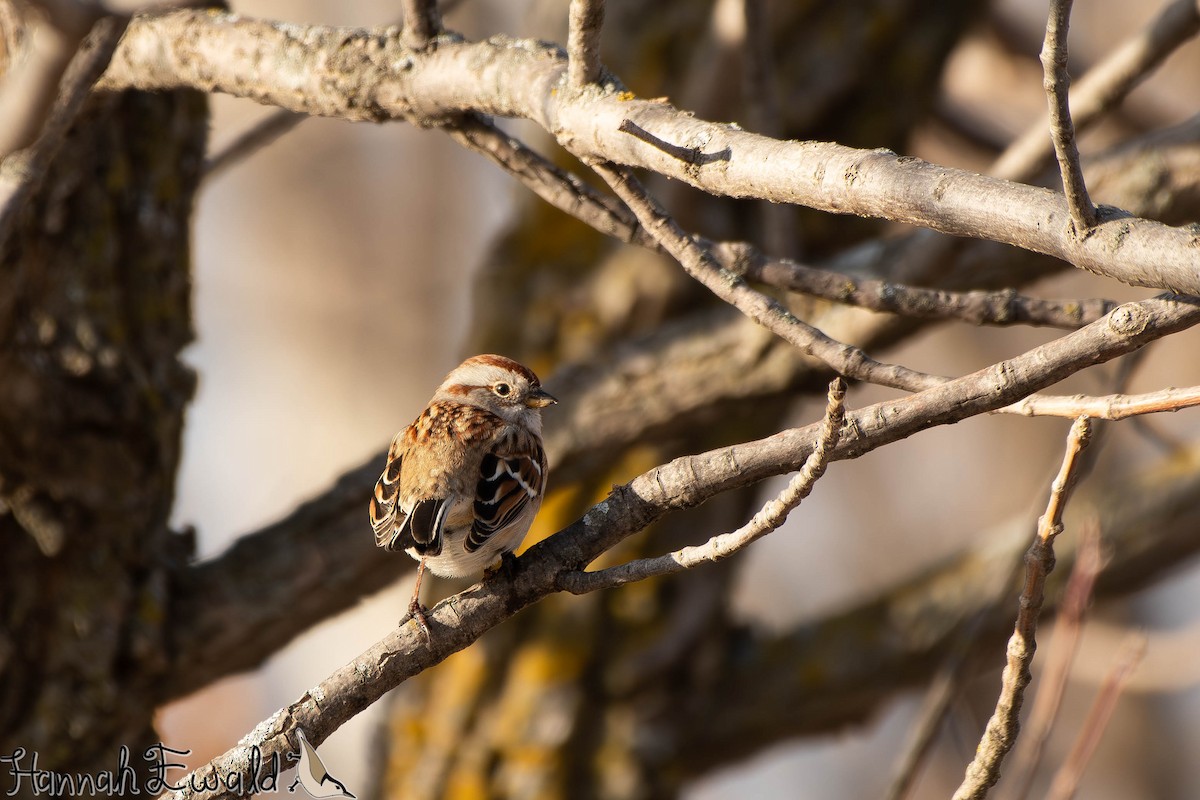 American Tree Sparrow - ML646474325