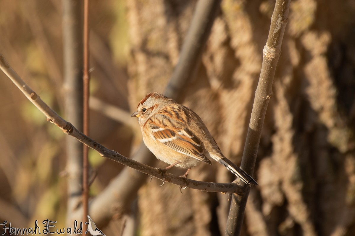 American Tree Sparrow - ML646474326