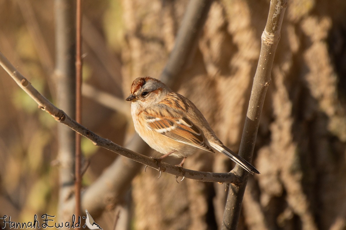 American Tree Sparrow - ML646474327