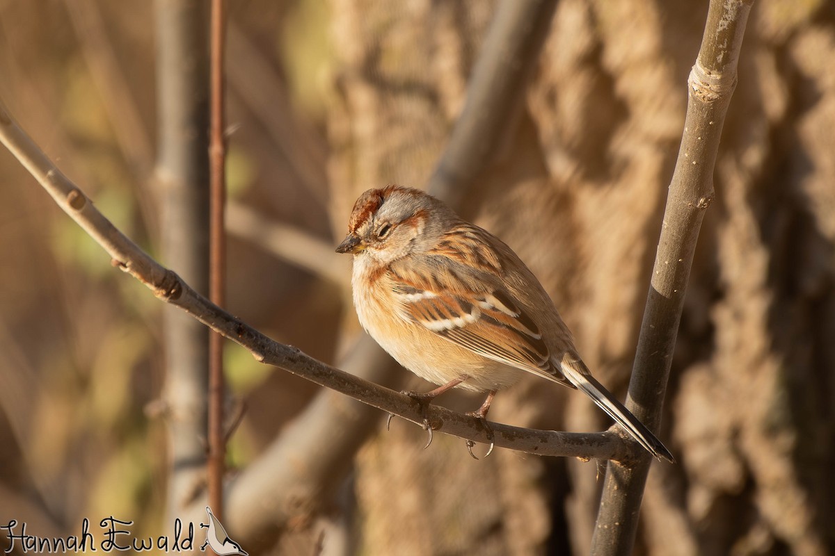 American Tree Sparrow - ML646474329