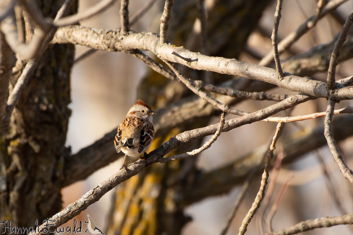 American Tree Sparrow - ML646474330